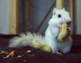 Albino Squirrel Nibbles on Peanuts
